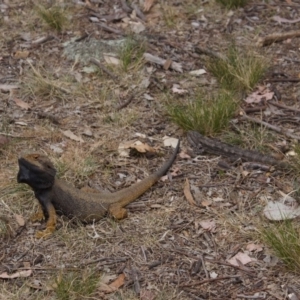 Pogona barbata at Cook, ACT - 8 Oct 2017