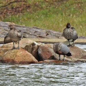 Chenonetta jubata at Jerrabomberra, NSW - 31 Jan 2018