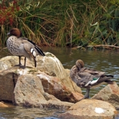 Chenonetta jubata at Jerrabomberra, NSW - 31 Jan 2018