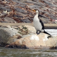 Microcarbo melanoleucos (Little Pied Cormorant) at Jerrabomberra, NSW - 31 Jan 2018 by RodDeb