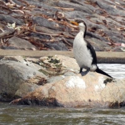 Microcarbo melanoleucos (Little Pied Cormorant) at Jerrabomberra, NSW - 30 Jan 2018 by RodDeb