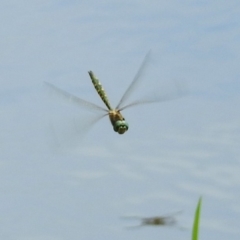 Hemicordulia australiae (Australian Emerald) at Jerrabomberra, NSW - 30 Jan 2018 by RodDeb