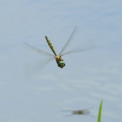 Hemicordulia australiae (Australian Emerald) at Jerrabomberra, NSW - 31 Jan 2018 by RodDeb