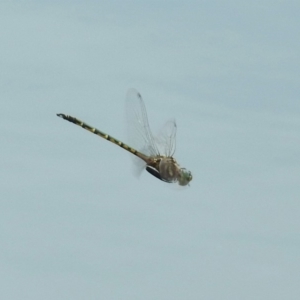 Hemicordulia australiae at Jerrabomberra, NSW - 31 Jan 2018 10:59 AM