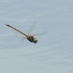 Hemicordulia australiae at Jerrabomberra, NSW - 31 Jan 2018 10:59 AM