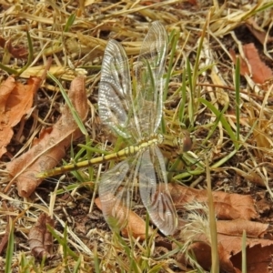 Orthetrum caledonicum at Jerrabomberra, NSW - 31 Jan 2018