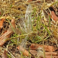 Orthetrum caledonicum at Jerrabomberra, NSW - 31 Jan 2018