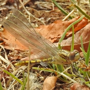 Orthetrum caledonicum at Jerrabomberra, NSW - 31 Jan 2018