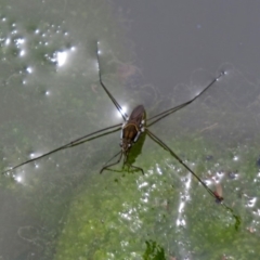 Aquarius antigone (Water strider, pond skater) at Jerrabomberra, NSW - 31 Jan 2018 by RodDeb