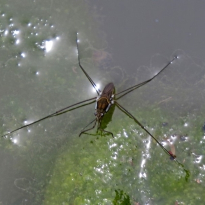 Aquarius antigone (Water strider, pond skater) at QPRC LGA - 30 Jan 2018 by RodDeb