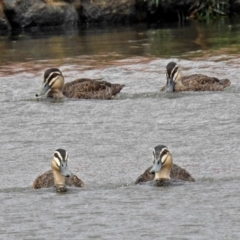 Anas superciliosa at Jerrabomberra, NSW - 31 Jan 2018