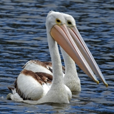 Pelecanus conspicillatus (Australian Pelican) at QPRC LGA - 30 Jan 2018 by RodDeb