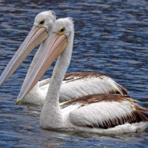 Pelecanus conspicillatus at Jerrabomberra, NSW - 31 Jan 2018