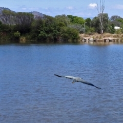 Egretta novaehollandiae (White-faced Heron) at QPRC LGA - 31 Jan 2018 by RodDeb