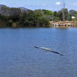 Egretta novaehollandiae at Jerrabomberra, NSW - 31 Jan 2018 12:00 PM