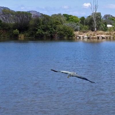 Egretta novaehollandiae (White-faced Heron) at Jerrabomberra, NSW - 31 Jan 2018 by RodDeb