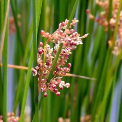 Juncus (genus) (A Rush) at Jerrabomberra, NSW - 31 Jan 2018 by RodDeb