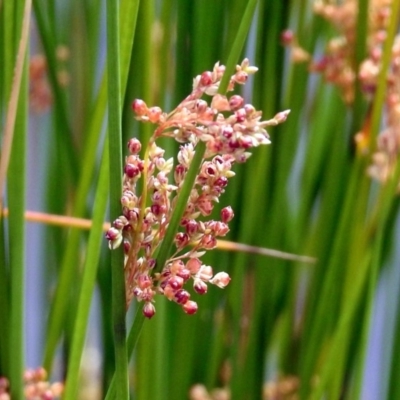 Juncus sp. (A Rush) at Jerrabomberra, NSW - 31 Jan 2018 by RodDeb