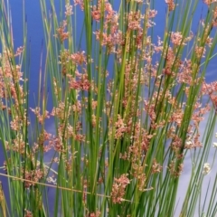 Juncus sp. at Jerrabomberra, NSW - 31 Jan 2018