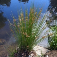 Juncus sp. at Jerrabomberra, NSW - 31 Jan 2018 09:58 AM