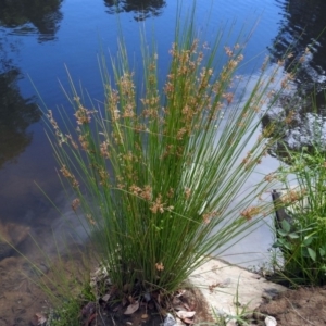 Juncus sp. at Jerrabomberra, NSW - 31 Jan 2018 09:58 AM