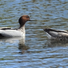 Chenonetta jubata (Australian Wood Duck) at Jerrabomberra, NSW - 31 Jan 2018 by RodDeb