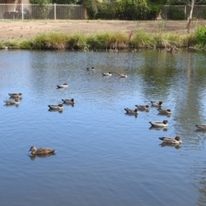 Chenonetta jubata at Jerrabomberra, NSW - 31 Jan 2018 09:46 AM