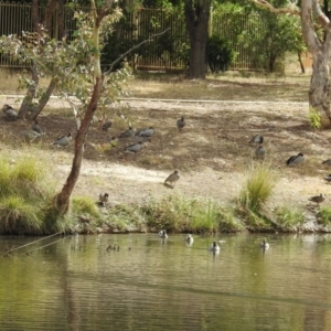 Chenonetta jubata at Jerrabomberra, NSW - 31 Jan 2018 09:46 AM