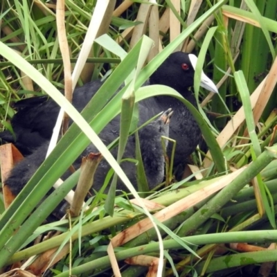 Fulica atra (Eurasian Coot) at Jerrabomberra, NSW - 31 Jan 2018 by RodDeb