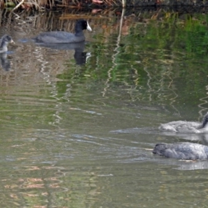 Fulica atra at Jerrabomberra, NSW - 31 Jan 2018