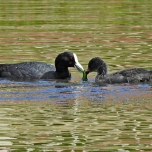 Fulica atra at Jerrabomberra, NSW - 31 Jan 2018