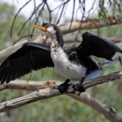 Microcarbo melanoleucos (Little Pied Cormorant) at QPRC LGA - 30 Jan 2018 by RodDeb