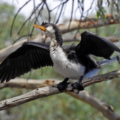 Microcarbo melanoleucos (Little Pied Cormorant) at Jerrabomberra, NSW - 31 Jan 2018 by RodDeb