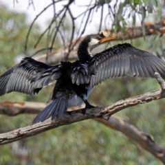 Microcarbo melanoleucos at Jerrabomberra, NSW - 31 Jan 2018 09:59 AM