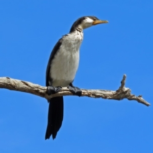 Microcarbo melanoleucos at Jerrabomberra, NSW - 31 Jan 2018 09:59 AM