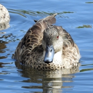 Anas gracilis at Jerrabomberra, NSW - 31 Jan 2018 09:48 AM