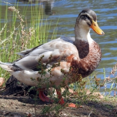 Anas platyrhynchos (Mallard (Domestic Type)) at Jerrabomberra, NSW - 31 Jan 2018 by RodDeb