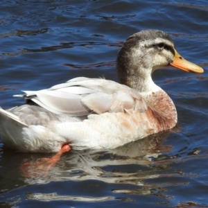 Anas platyrhynchos at Jerrabomberra, NSW - 31 Jan 2018