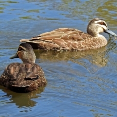 Anas superciliosa (Pacific Black Duck) at Jerrabomberra, NSW - 31 Jan 2018 by RodDeb