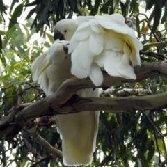 Cacatua galerita (Sulphur-crested Cockatoo) at Jerrabomberra, NSW - 31 Jan 2018 by RodDeb