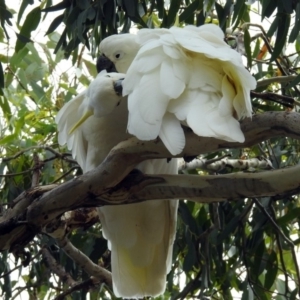 Cacatua galerita at Jerrabomberra, NSW - 31 Jan 2018 10:17 AM