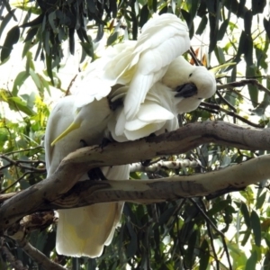 Cacatua galerita at Jerrabomberra, NSW - 31 Jan 2018