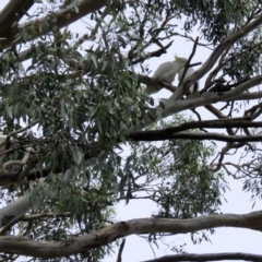 Cacatua galerita at Jerrabomberra, NSW - 31 Jan 2018 10:17 AM