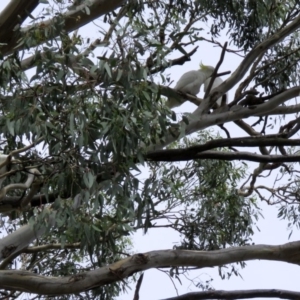 Cacatua galerita at Jerrabomberra, NSW - 31 Jan 2018