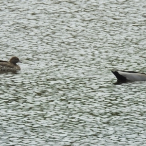 Chenonetta jubata at Jerrabomberra, NSW - 31 Jan 2018 11:15 AM