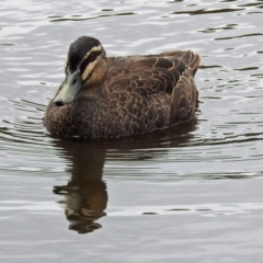 Anas superciliosa (Pacific Black Duck) at Jerrabomberra, NSW - 31 Jan 2018 by RodDeb