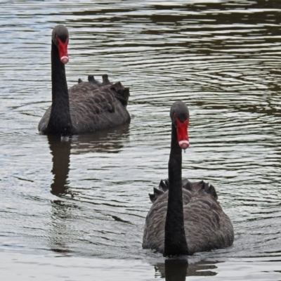 Cygnus atratus (Black Swan) at Jerrabomberra, NSW - 31 Jan 2018 by RodDeb