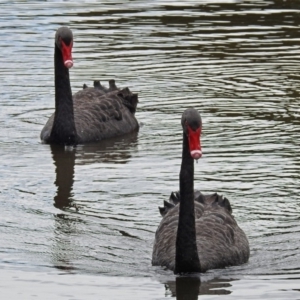 Cygnus atratus at Jerrabomberra, NSW - 31 Jan 2018