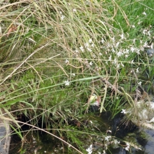 Oenothera lindheimeri at Jerrabomberra, NSW - 31 Jan 2018 10:51 AM