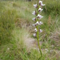 Paraprasophyllum alpestre (Mauve leek orchid) at Bimberi, NSW - 31 Jan 2018 by Ranger788